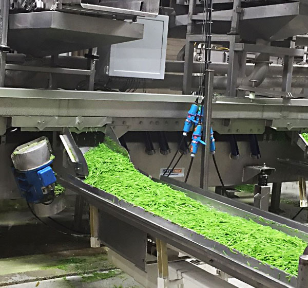 Vegetable processing plant with conveyor connections